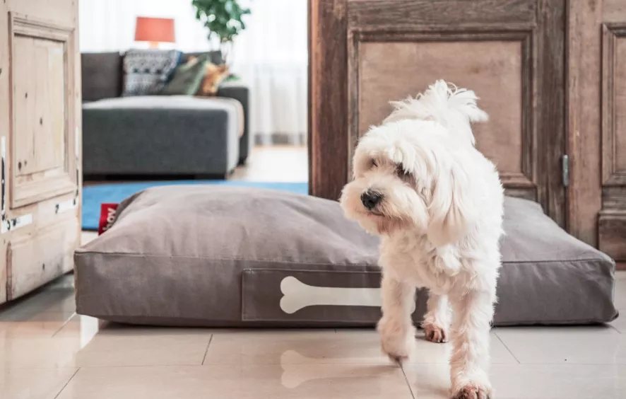 Fatboy Doggielounge Stonewashed Hondenkussen Small Blauw - Afbeelding 2